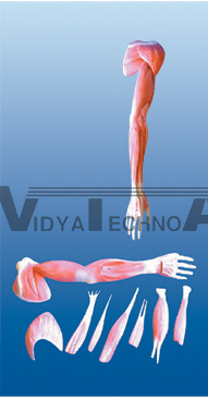 The dissection model of upper limbs muscles